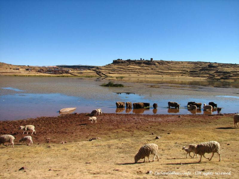 Aux abords du site de Sillustani