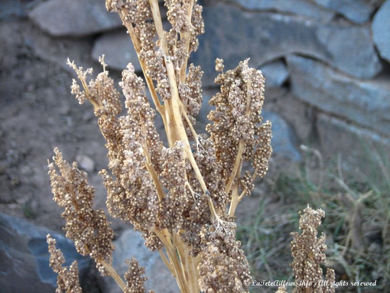 La quinoa, base de l'alimentation du sud du Pérou