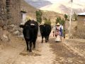 Paysanne péruvienne de la vallée de Colca