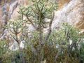 Cactus de la vallée de Colca