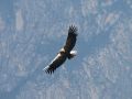 Le vol parfait d'un condor des Andes...