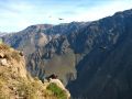 Premiers condors au canyon de Colca