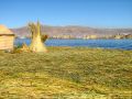 La totora, épaisse couche de roseaux qui supporte ces îles du lac Titicaca