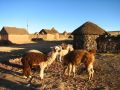 Chaque paysan possède quelques lamas ou alpagas