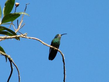 Un tr&egrave;s joli petit colibri