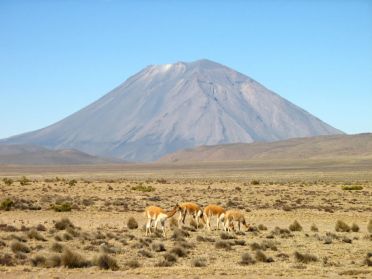 Paysages de la réserve pampas Cañahuas avec, au fond, le volcan Misti