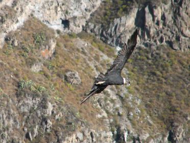 Condor des Andes p&eacute;ruviennes