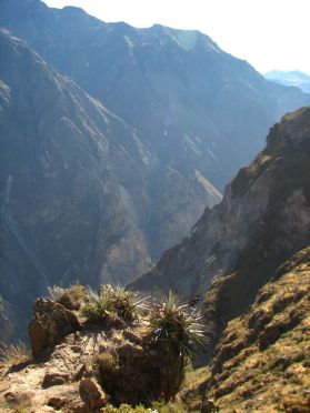 Le canyon de Colca, 1615m de haut !