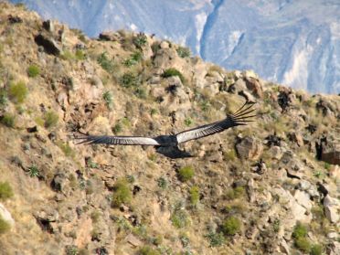 Condor des Andes au P&eacute;rou