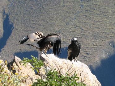 Deux condors des Andes