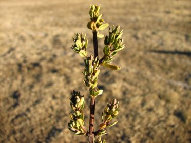 Plan de mounia, ''th&eacute;'' p&eacute;ruvien
