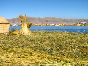 La totora, &eacute;paisse couche de roseaux qui supporte ces &icirc;les du lac Titicaca
