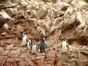 Quelques pingouins de Humboldt vivent aussi ici