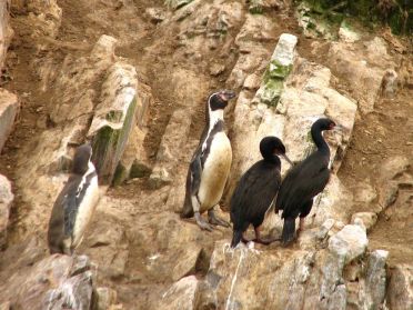 Sur les rochers, c'est cohabitation forcée entre pingouins et cormorans