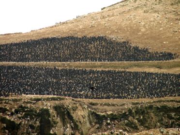 Tout simplement une immense colonie d'oiseaux !