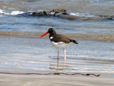 Un joli brujillo, oiseau mangeur d'hu&icirc;tres