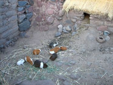 Au P&eacute;rou, les cochons d'Inde se retrouvent... dans l'assiette !