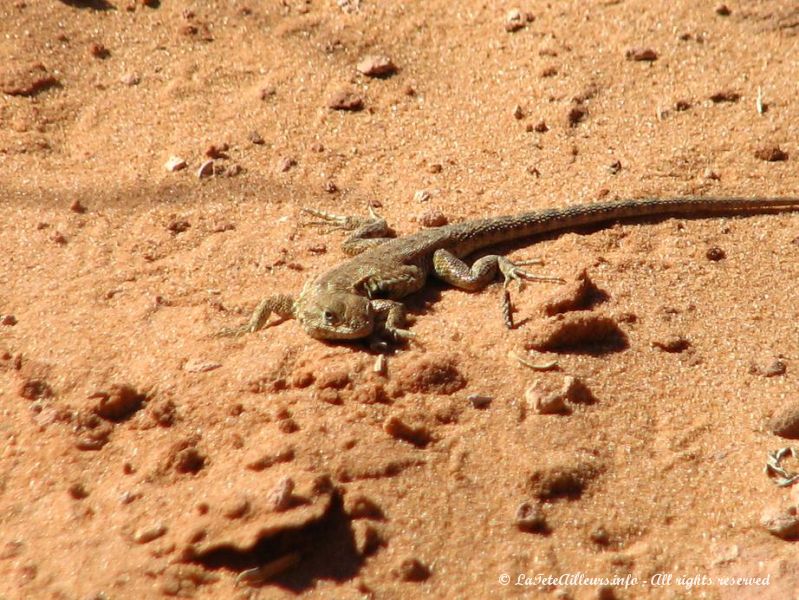 Un joli petit lezard du desert