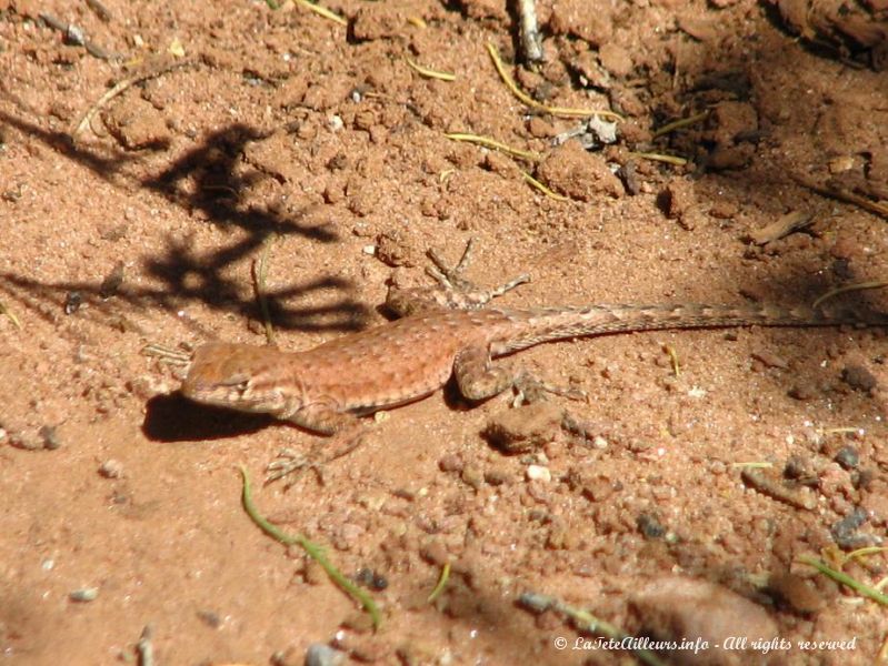 Un joli petit lezard du desert