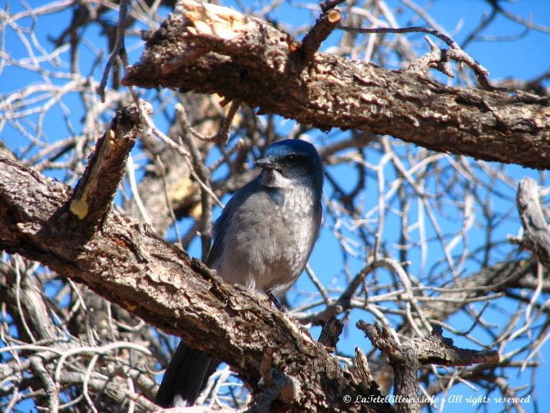 Ces superbes oiseaux bleus surveilleront nos miettes pendant tout le repas