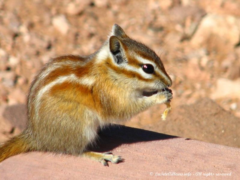 Un Colorado Chipmunk