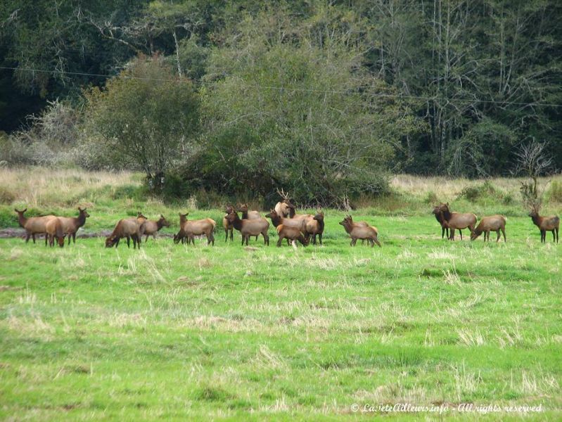 Un troupeau de wapitis croise au bord de la route