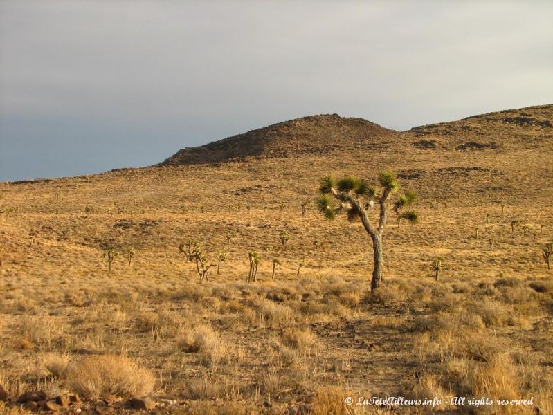 Quelques cactus au milieu du desert de la Death Valley