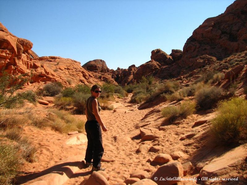 Le Mouse's Tank Trail nous emmene dans le Petroglyph Canyon