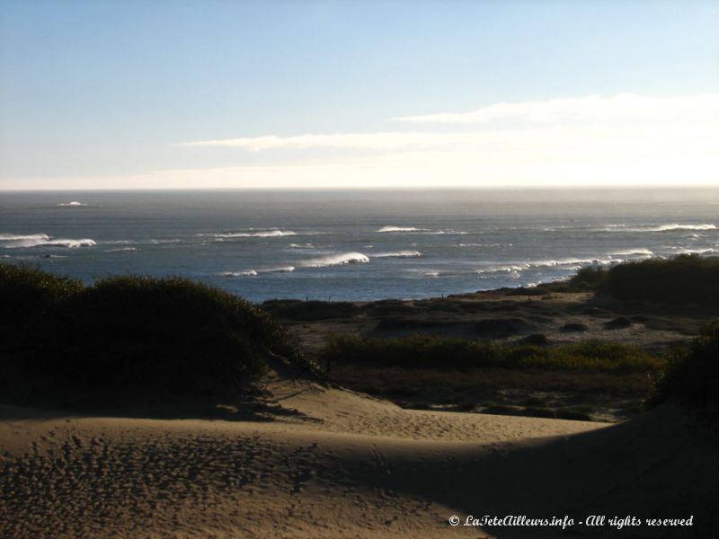 A l'Año Nuevo State Park, les falaises cotoient les dunes de sable