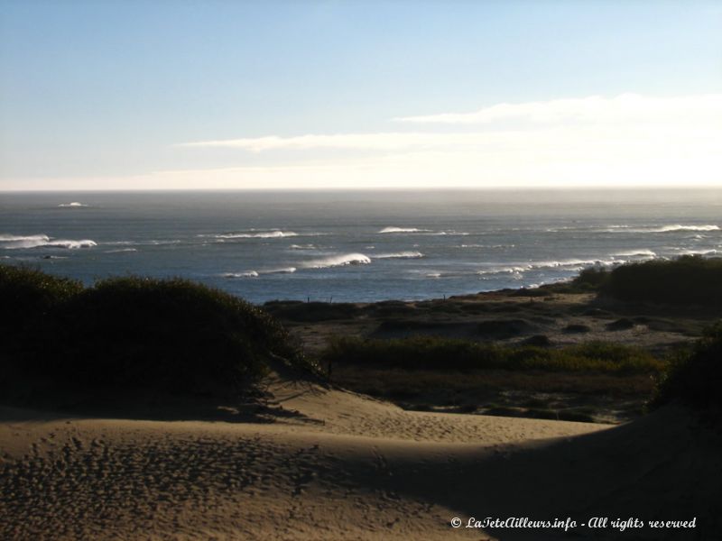 A l'Año Nuevo State Park, les falaises cotoient les dunes de sable
