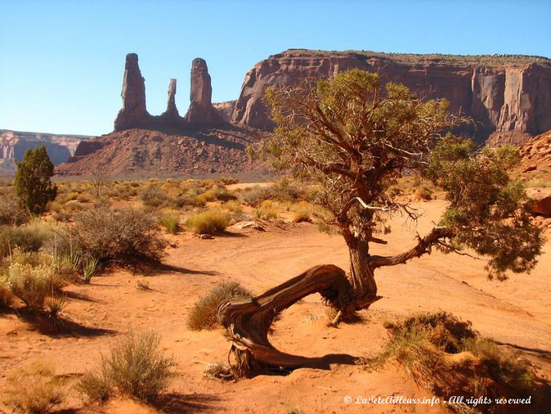 Les arbres ont bien du mal a pousser sur ces terres arides