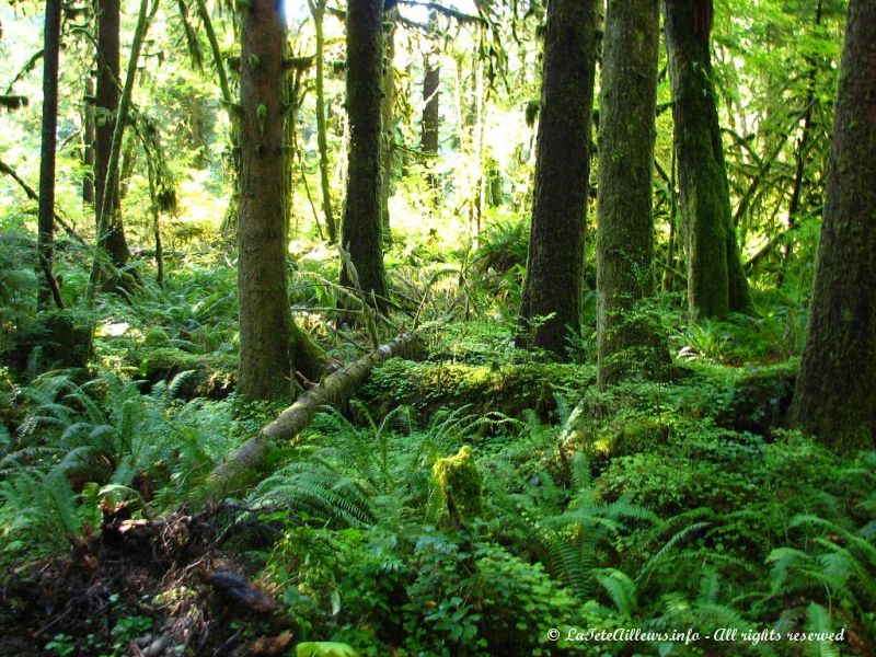 Premiers arbres recouverts de mousse