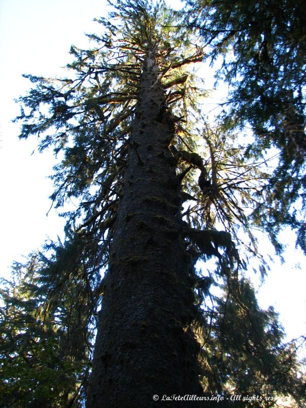 Le Rain Forest Monarch vieux de 550 ans et plus gros arbre de la foret