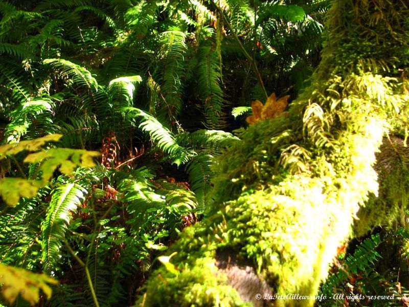 La mousse recouvre la plupart des arbres