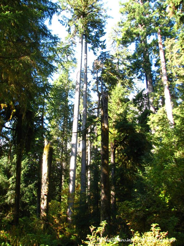 Certains arbres atteignent la hauteur de 90 m !