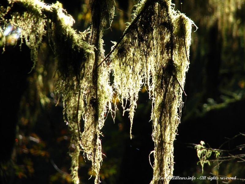 Les draperies de mousse recouvrent tous les arbres