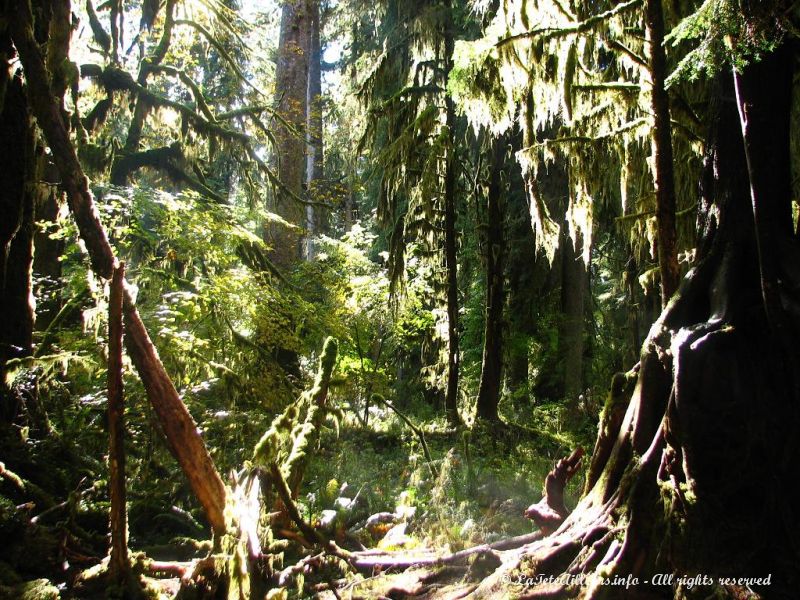 La foret va-t-elle s'eveiller ?