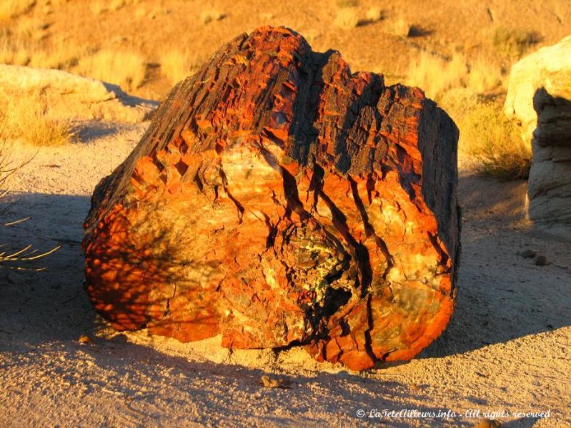 Un morceau d'arbre petrifie depuis des millions d'annees