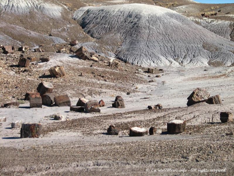 La Crystal Forest nous presente ses arbres fossilises dans un cadre enchanteur