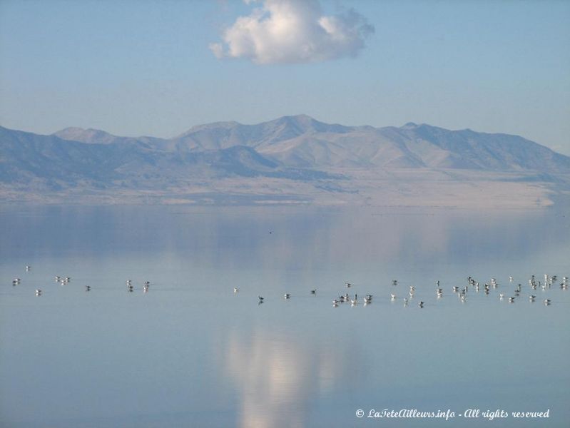 Le Grand Lac Sale doit son nom a sa teneur en sel, 6 fois celle de la mer !
