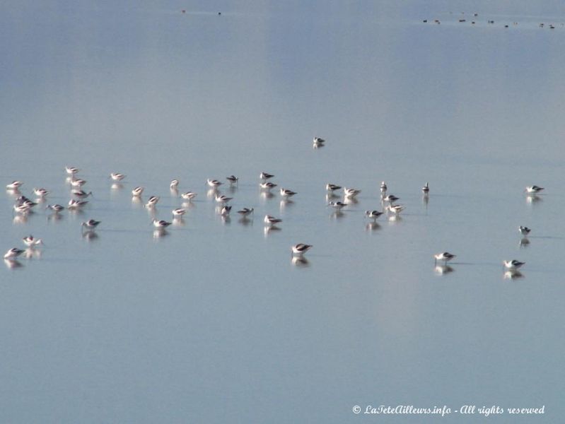 Les mouettes sont nombreuses a Antelope Island