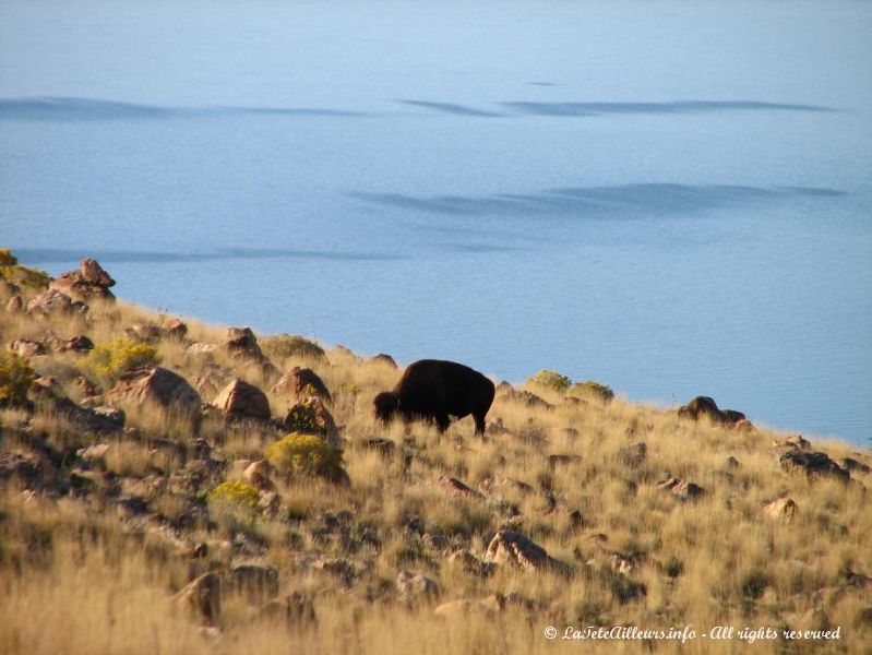 De nombreux bisons vivent a Antelope Island