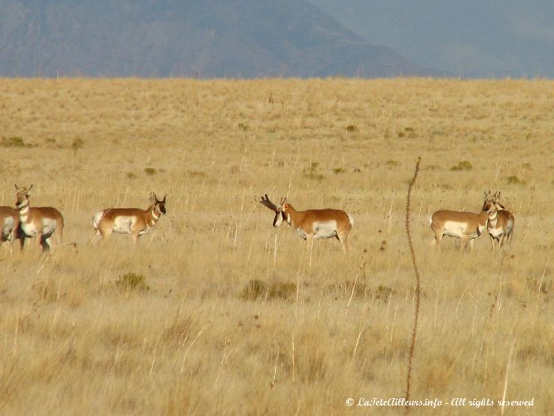 Les antilopes d'Antelope Island...