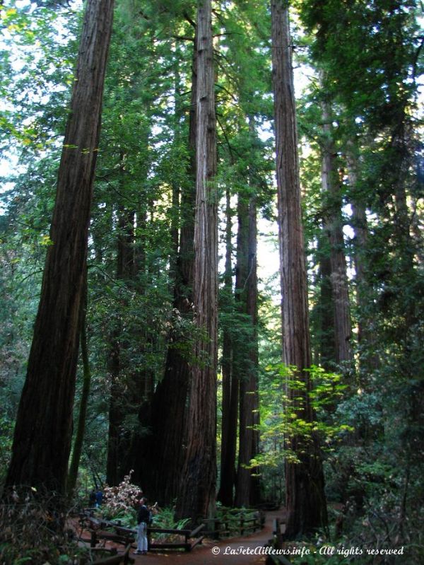 Un chemin serpente parmi les sequoias geants