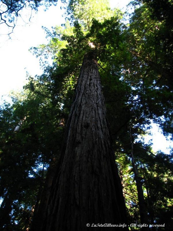 Un arbre geant du Muir Woods State Park