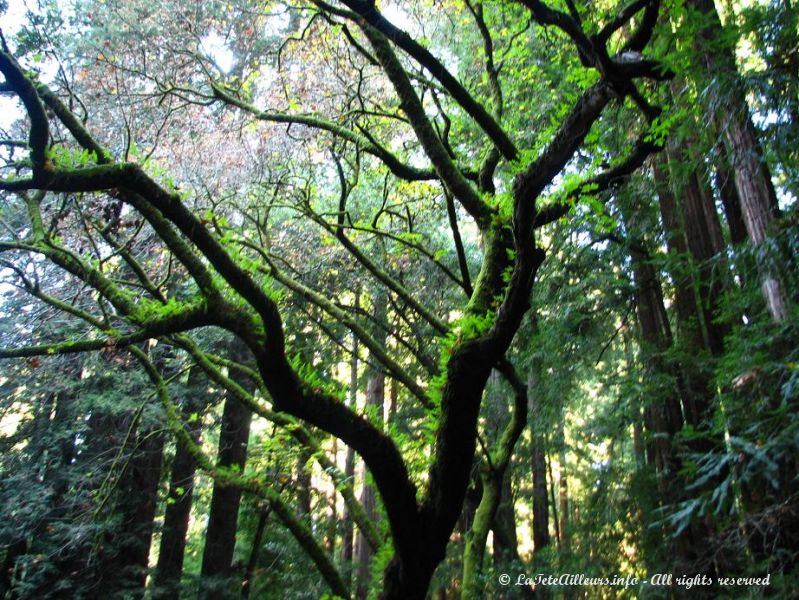 ... et meme sur les branches des arbres !