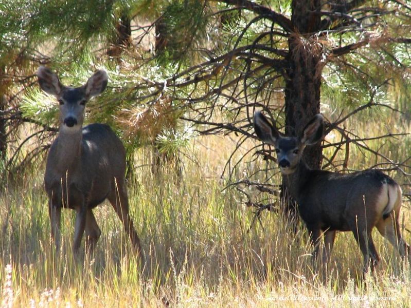 Une biche et son faon