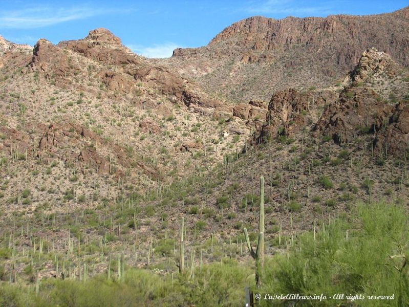 Bienvenus dans la contree des immenses saguaros !