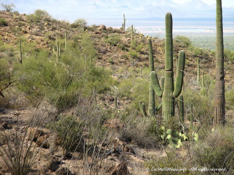 Les saguaros sont le symbole de l'Arizona