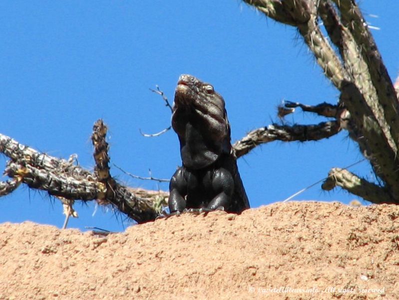 Un lezard tout droit sorti de la prehistoire